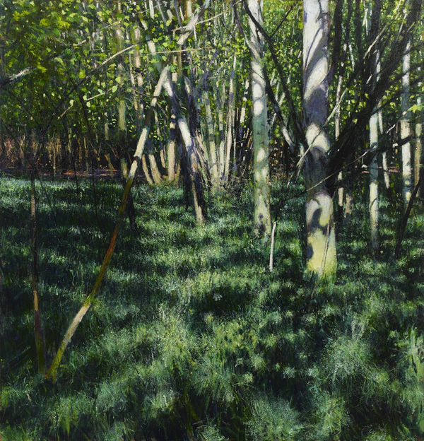 Andrew Gifford, Silver Birch & Bluebells , April 2020, 2020