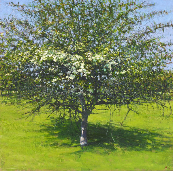 Andrew Gifford, Hawthorn in First Blossom, April 2020