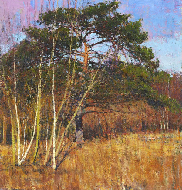 Andrew Gifford, Scots Pine & Birch, February 2020, 2020