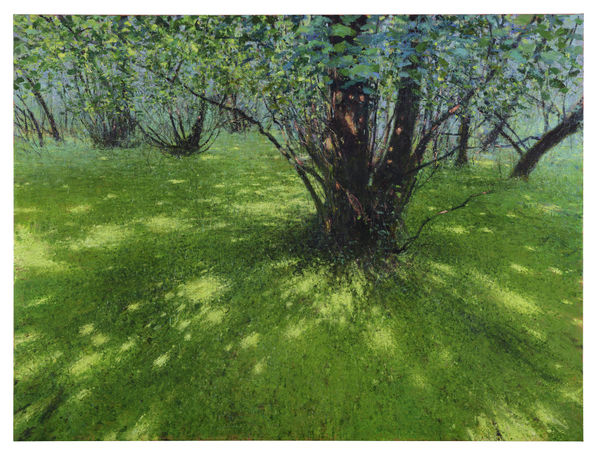 Andrew Gifford, Alders on Sphagnum Moss, Glengarriff, West Cork, 2025