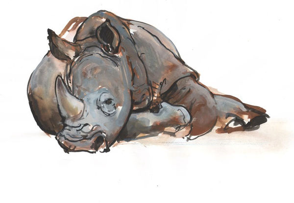 Mark Adlington, Young White Rhino, Ol Pejeta, 2018