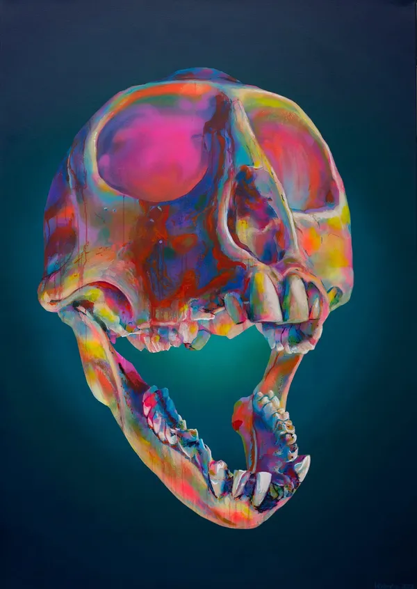 Wes Winship, Skull Snaps (Chlorocebus Pyerythrus), 2023