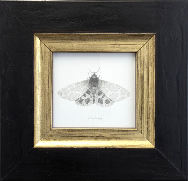 Louisa Crispin, Garden Tiger Moth