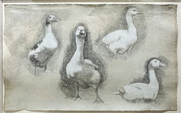 Stock Sale AR Middleton Todd, RA RWS (1891-1966): 'Studies of a Goose' Chalk on paper (framed) 29 x 48cm Provenance: The Artist's Estate