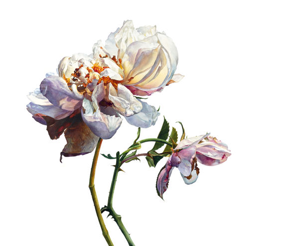 Rosie Sanders, It was the time of roses