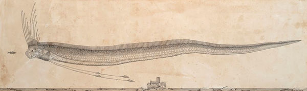 Andrea Collesano, REGALECUS CLESNE ( Oarfish ), 2025