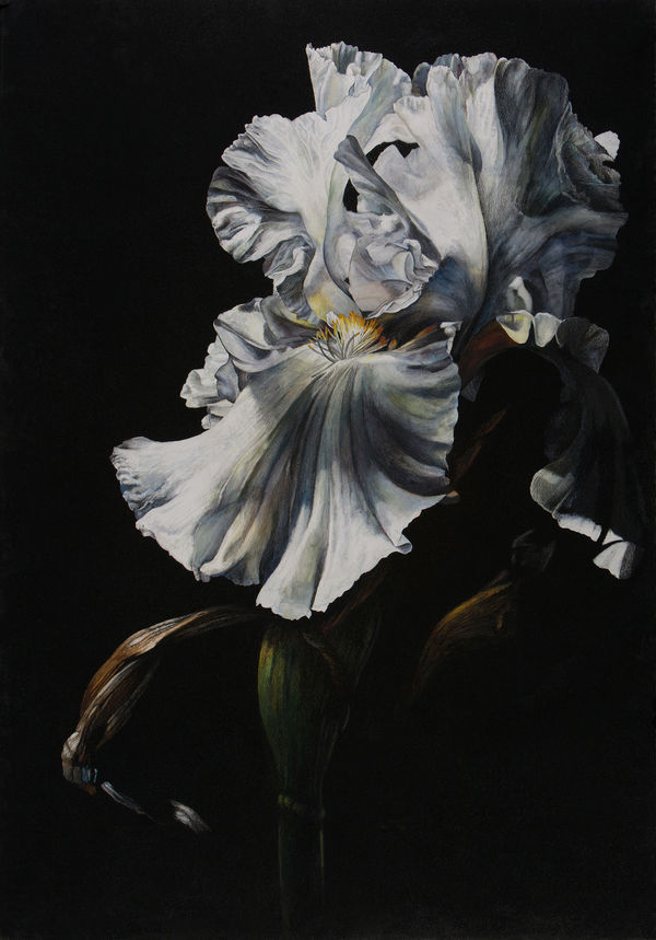 Rosie Sanders, Chiaroscuro II