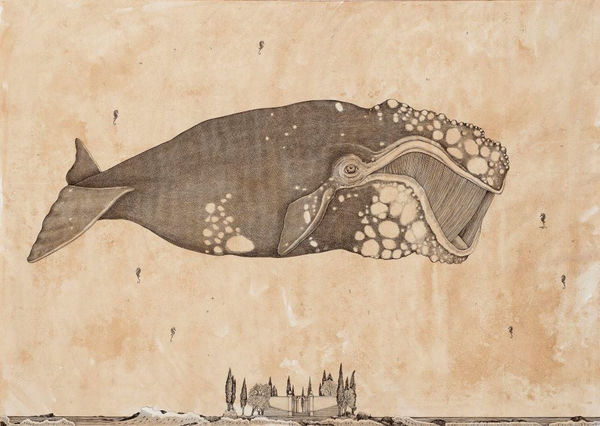 Andrea Collesano, BALENOPTERA ( Whale ), 2025