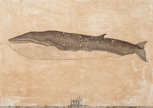 Andrea Collesano, EUBALALENA (Whale) , 2025