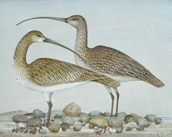 Harriet Bane, Two Curlews