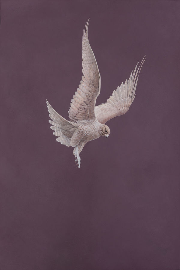 Tim Hayward, Poised - Golden Rose