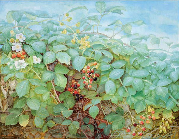 Jane Wormell, Blackberry Hedge
