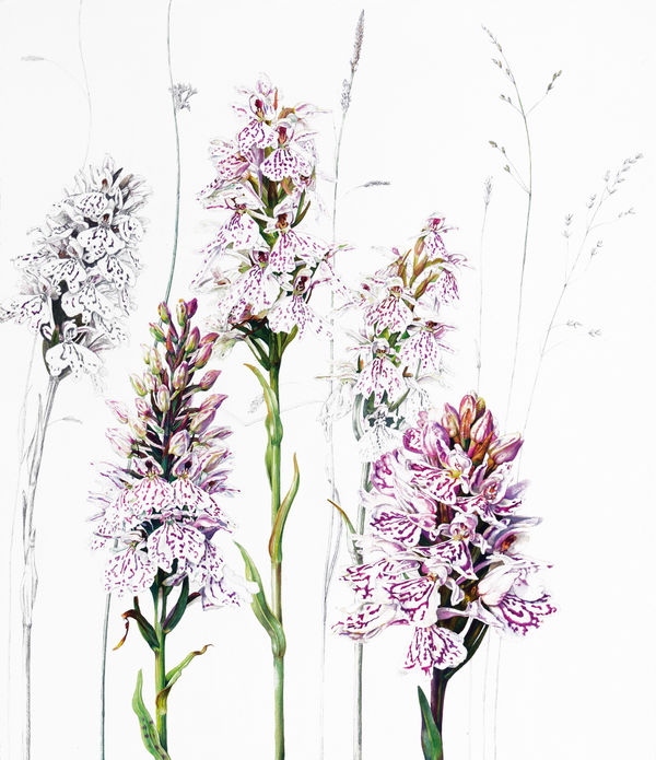 Rosie Sanders, Where Wild Orchids Grow, 2023
