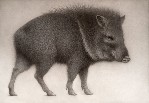 Lee Andre, Collared Peccary, 2022