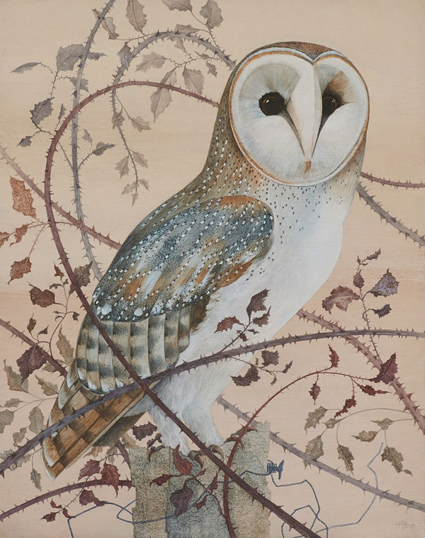 Harriet Bane, Barn Owl in Brambles