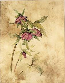 Kate Nessler, Hellebore