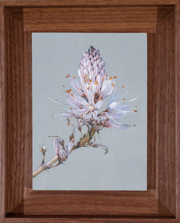 Joseph Black, Da capo (Asphodelus), 2022