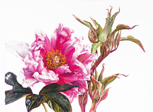 Rosie Sanders, Tree Peony in Spring, 2023