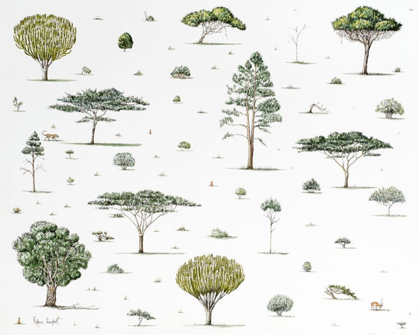 Rebecca Campbell, Africa’s Arboretum, 2025