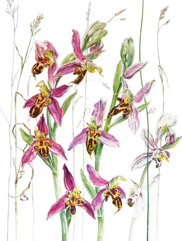 Rosie Sanders Bee Orchids Watercolour on Arches 640 gm paper 39.76 x 30.31ins (101 x 77cm)