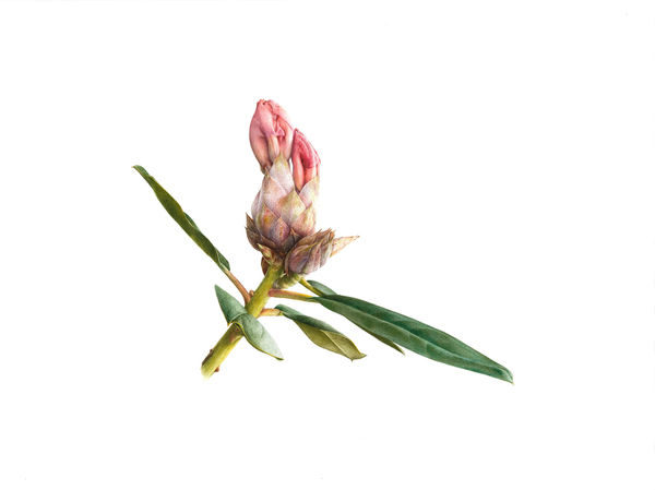 Fiona Strickland, Rhododendron ‘Horizon Monarch’