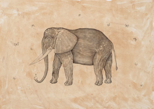 Andrea Collesano, LOXODONTA AFRICANA (Elephant), 2025
