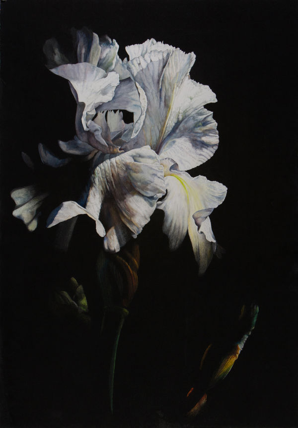 Rosie Sanders, Chiaroscuro I