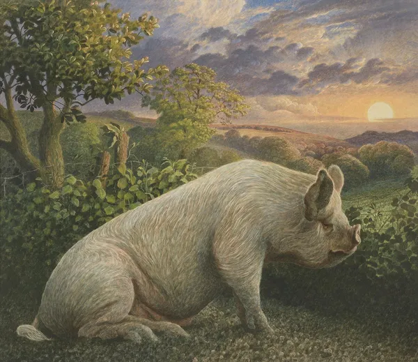 James Lynch, Malcolm, Middle white pig, 1994