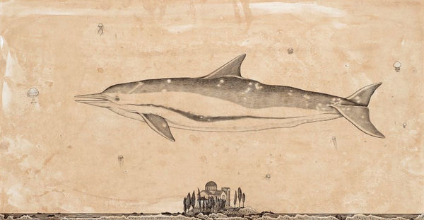 Andrea Collesano, DELPHINIADE (Dolphin) , 2025