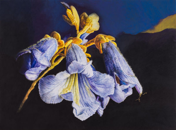 Rosie Sanders, Paulownia Tomentosa, 2025