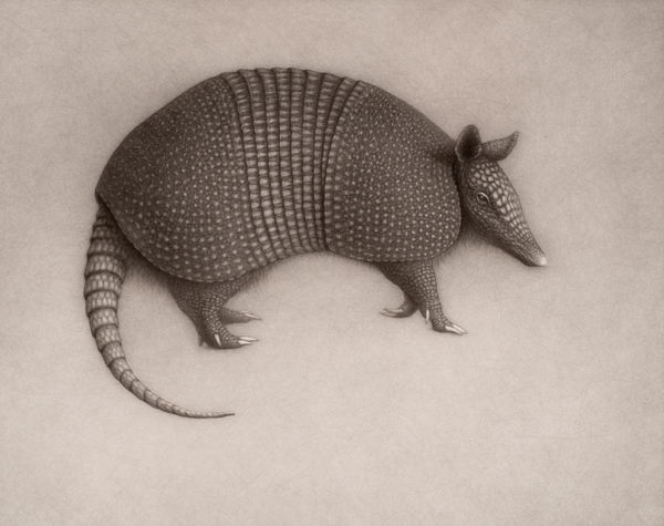 Lee Andre, Armadillo, 2022