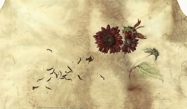 Kate Nessler, Claret Sunflower