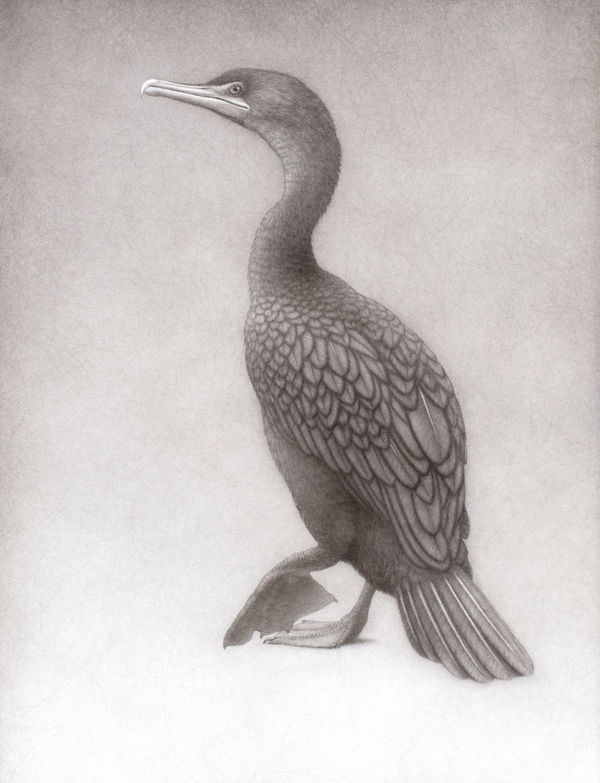 Lee Andre, Double Crested Cormorant , 2024