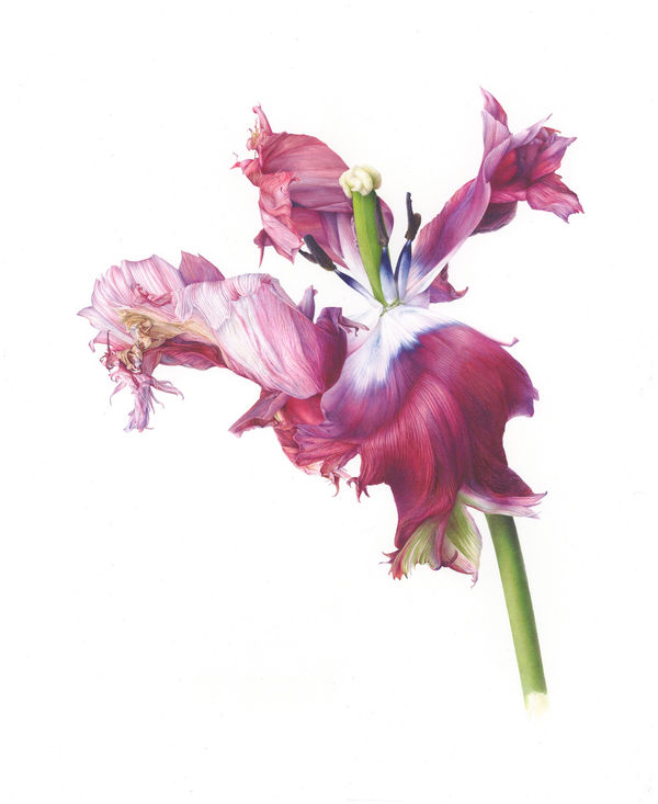 Fiona Strickland, Estella Rijnveld (Tulipa ‘Estella Rijnveld’)