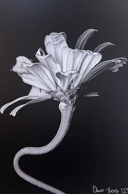 Clarence Long III, Kingsnakes