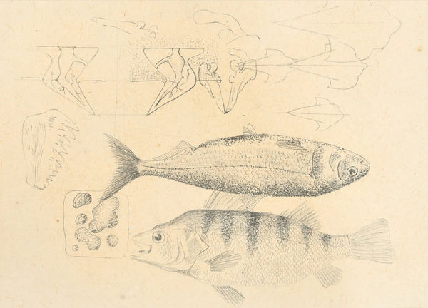 Krupali Kathiriya, S5