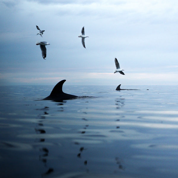 Cam Myers, Feeding Frenzy, Mount Martha, 2025