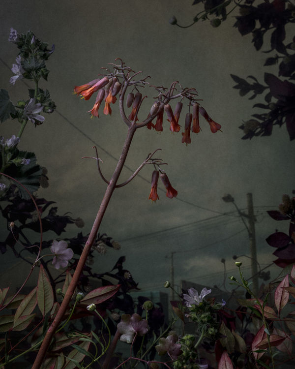 Daniel Shipp, Western Landing, 2018