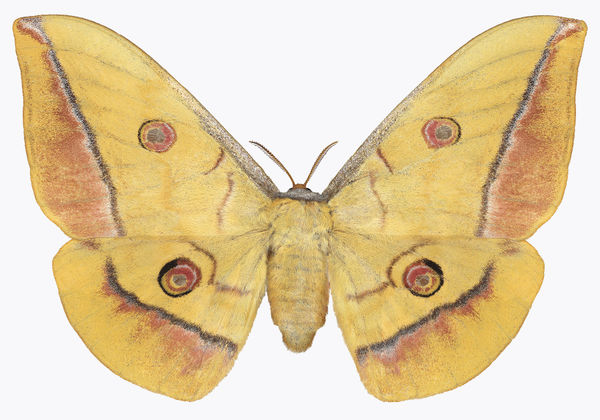Joseph Scheer, Antheraea yamamai, 2019