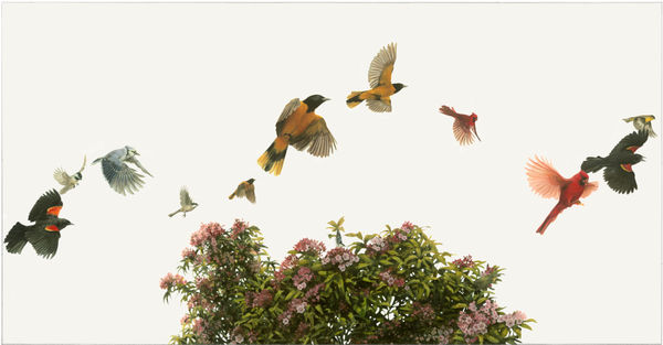 Holly Sears, Songbirds II, 2012