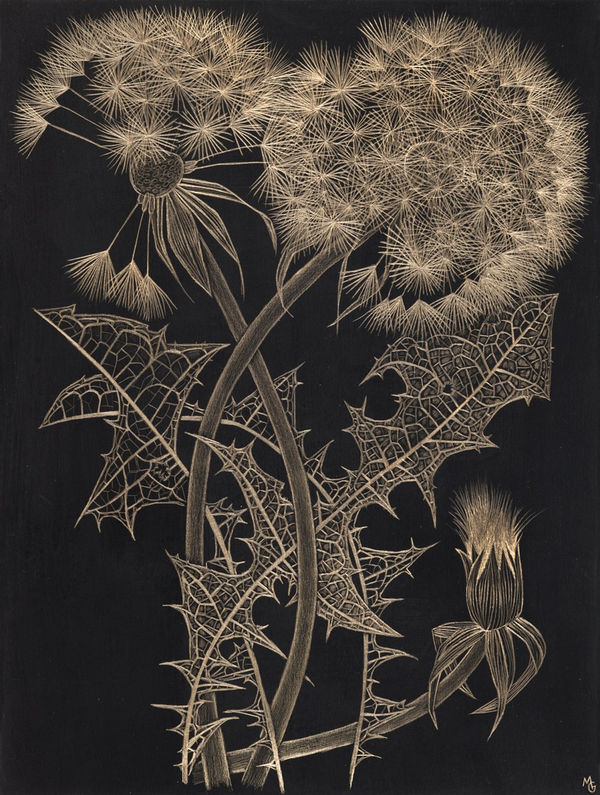 Margot Glass Two Dandelions with Bud, 2024 12 x 9 inches (unframed), 14 x 11 inches (framed)