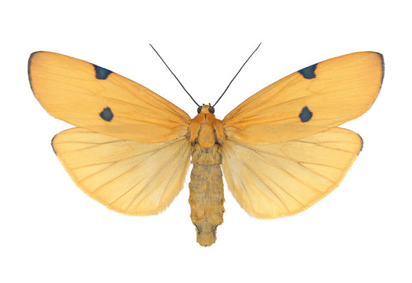 Joseph Scheer, Lithosia quadra female, 2019