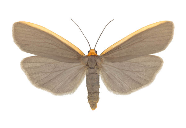 Joseph Scheer, Ghoria gigantea, 2019