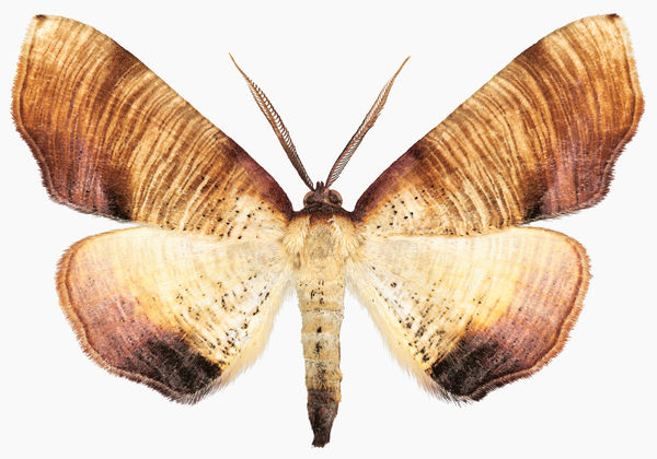 Joseph Scheer, Ourapteryx species, 2019