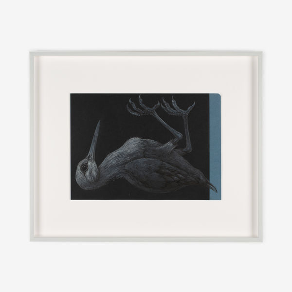 ROA, GALLINAGO GALLINAGO, 2021