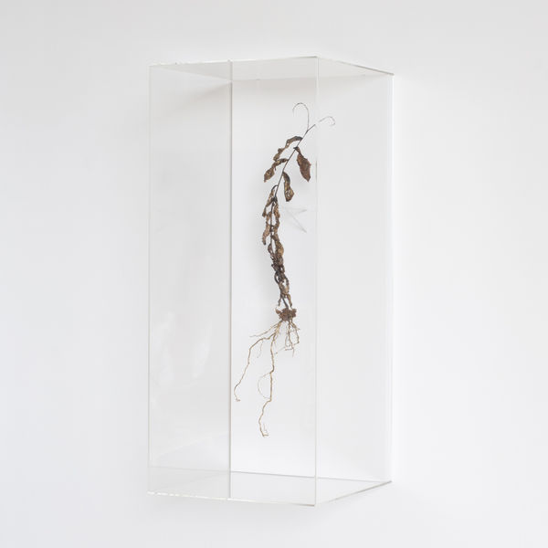 Javier Pérez, STILL LIFE (Weeds) II, 2025