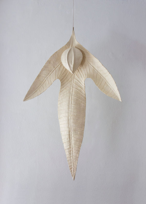 Clara Spilliaert, Seed Angel, 2024