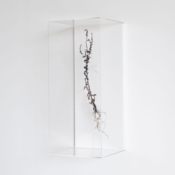 Javier Pérez, STILL LIFE (Weeds) I, 2025