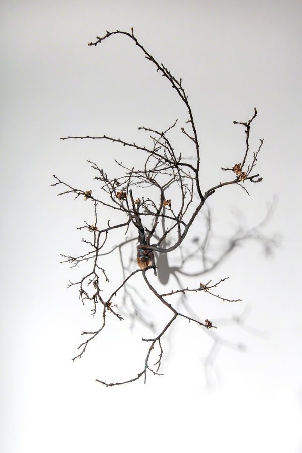 Javier Pérez, Brotes II, 2017