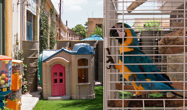 Elaine Byrne, Parrot, 2018